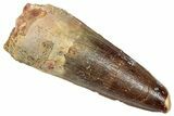 Fossil Spinosaurus Tooth - Real Dinosaur Tooth #331375-1